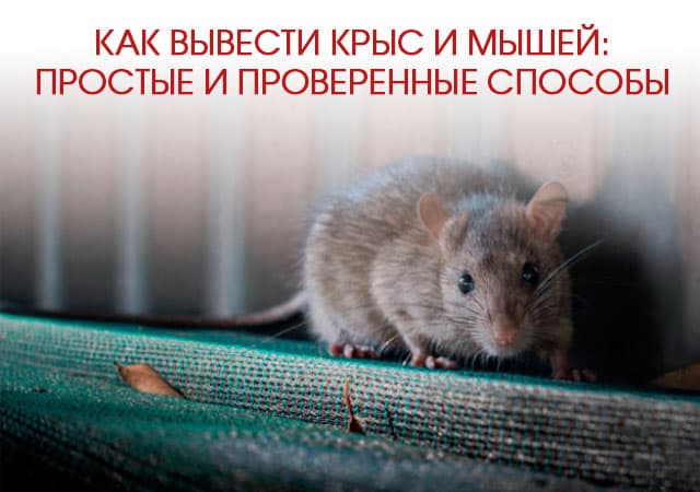 Как вывести крыс и мышей в Можайске: простые и проверенные способы