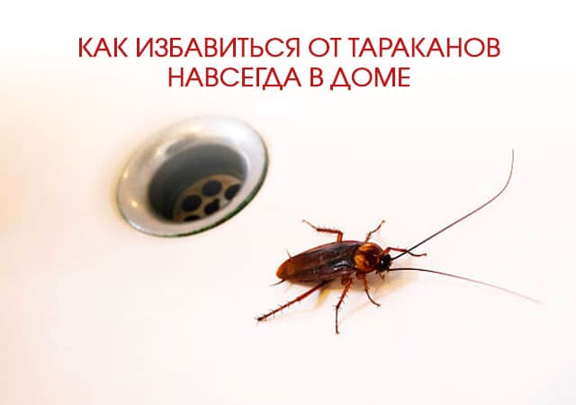 Как избавиться от тараканов в доме в Можайске