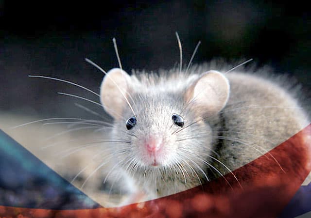 Уничтожение мышей в Можайске